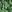  - JUNGLE PALM BLACK